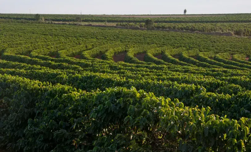 Cerrado Mineiro coffee landscape