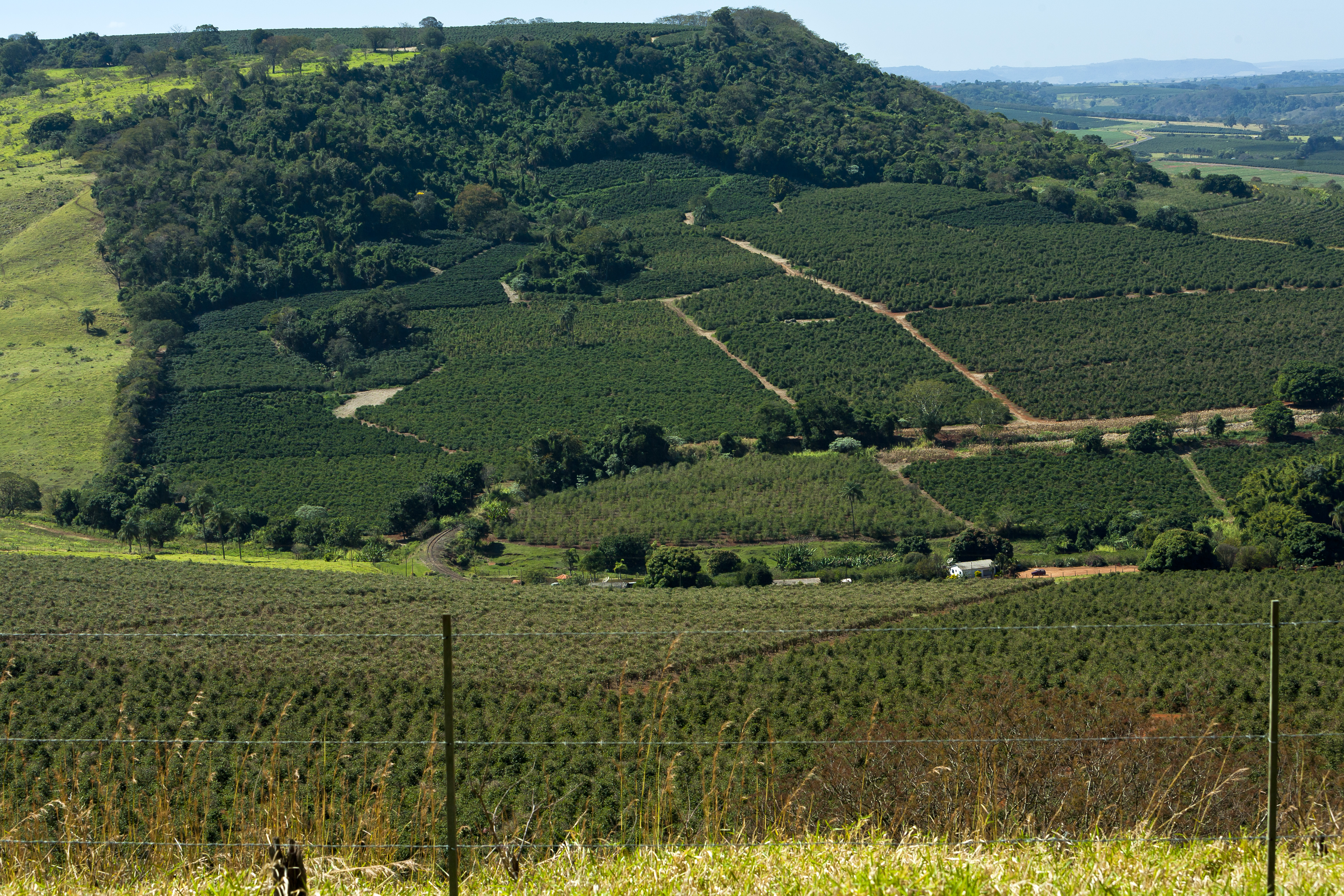 Alta Mogiana coffee landscape